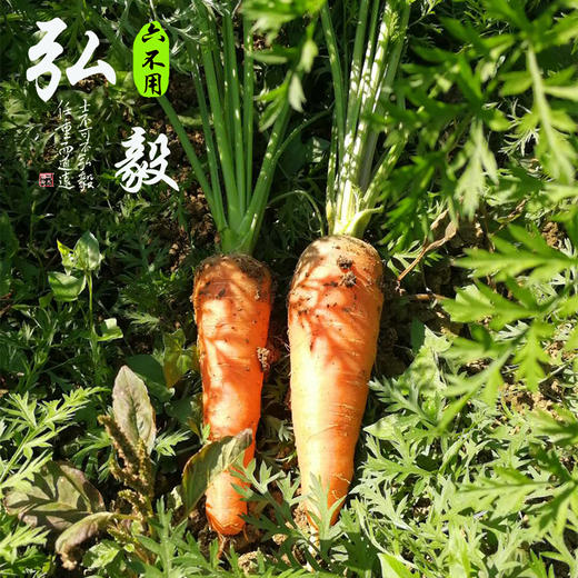 【弘毅六不用生态农场】六不用顺季节露地种植 胡萝卜 商品图1
