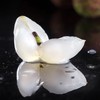大口荔枝| 广东樟木头百年老树观音绿荔枝 7.27发货 商品缩略图0