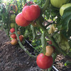 “鲜量”西红柿 商品缩略图0