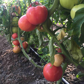 “鲜量”西红柿