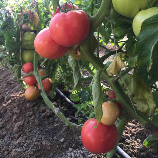 “鲜量”西红柿 商品图0