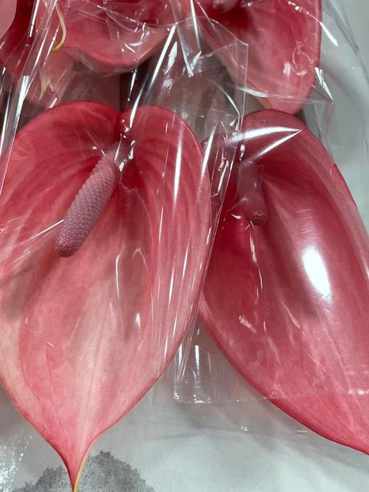 【绿光彩掌】萨维尔 深粉色掌 商品图5