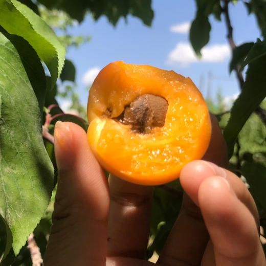 杏中珍品新疆金杏果2斤盒3斤筐