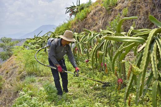 攀枝花有机火龙果 5斤装特级果 商品图3