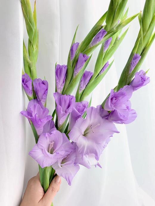 剑兰浅紫色香芋紫
