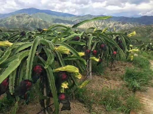 攀枝花有机火龙果 5斤装特级果 商品图6