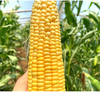 爆汁水果玉米（快递专供）） 商品缩略图0