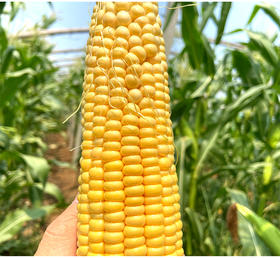 爆汁水果玉米（快递专供））