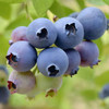 【厂商直发】青岛泊里有机蓝莓  头茬鲜果 4盒/6盒 /8盒有机认证 包邮 商品缩略图4