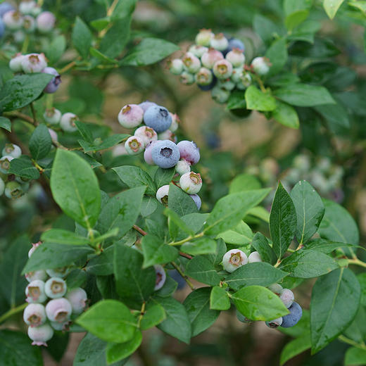 【厂商直发】青岛泊里有机蓝莓  头茬鲜果 4盒/6盒 /8盒有机认证 包邮 商品图5
