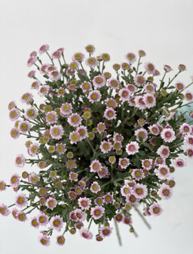 【周四团购】粉紫渐变色雏菊39.8元 2人拼团