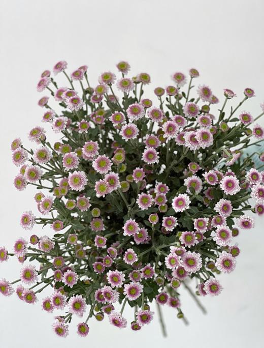 【周四团购】粉紫渐变色雏菊39.8元 2人拼团 商品图0