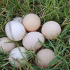 满百包邮 彩虹雨 农家散养新鲜粉壳鸡蛋柴土鸡蛋 初产蛋10枚 商品缩略图1