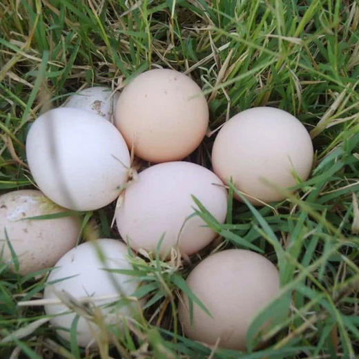 满百包邮 彩虹雨 农家散养新鲜粉壳鸡蛋柴土鸡蛋 初产蛋10枚 商品图1