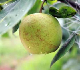 四川小丑梨5斤左右