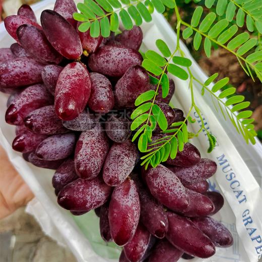 葡之梦葡萄玫瑰提子