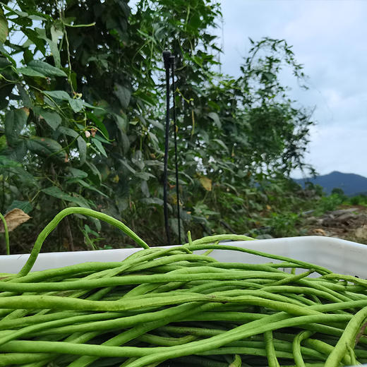 土种长豇豆500g