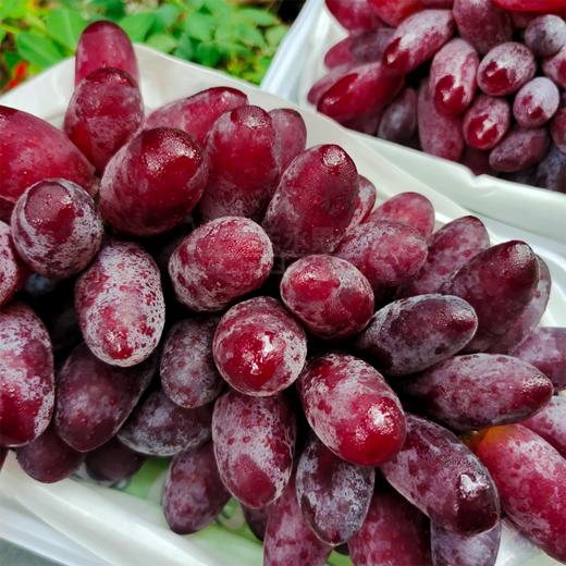 葡之梦葡萄玫瑰提子