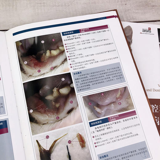 猫口腔和牙科病理图谱 商品图5