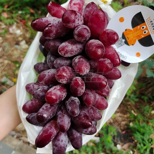 葡之梦葡萄玫瑰提子