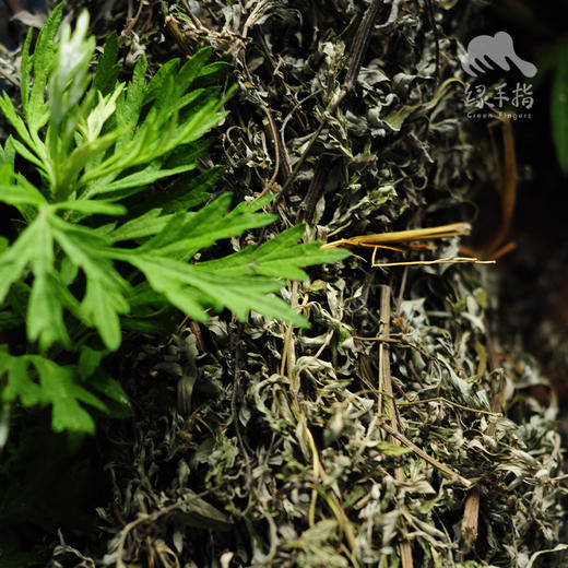 生态艾草干 | 绿家自产*Eco- Wormwood | In-House Production 商品图1