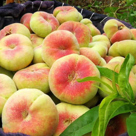 【脂玉蟠】新疆石河子143蟠桃(净重4斤)