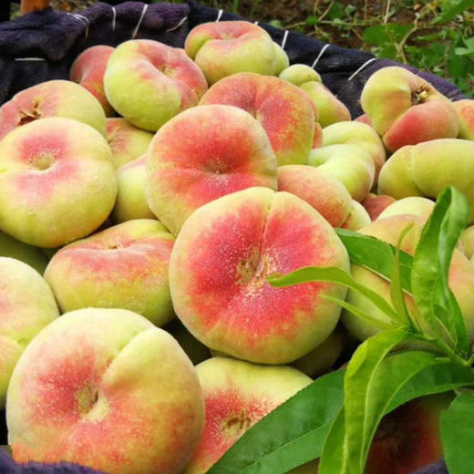 【脂玉蟠】新疆石河子143蟠桃(净重4斤) 商品图0