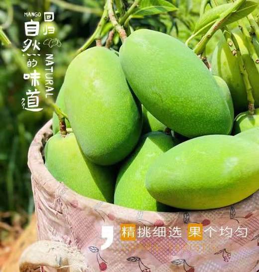 椰奶蜜香芒果 商品图1