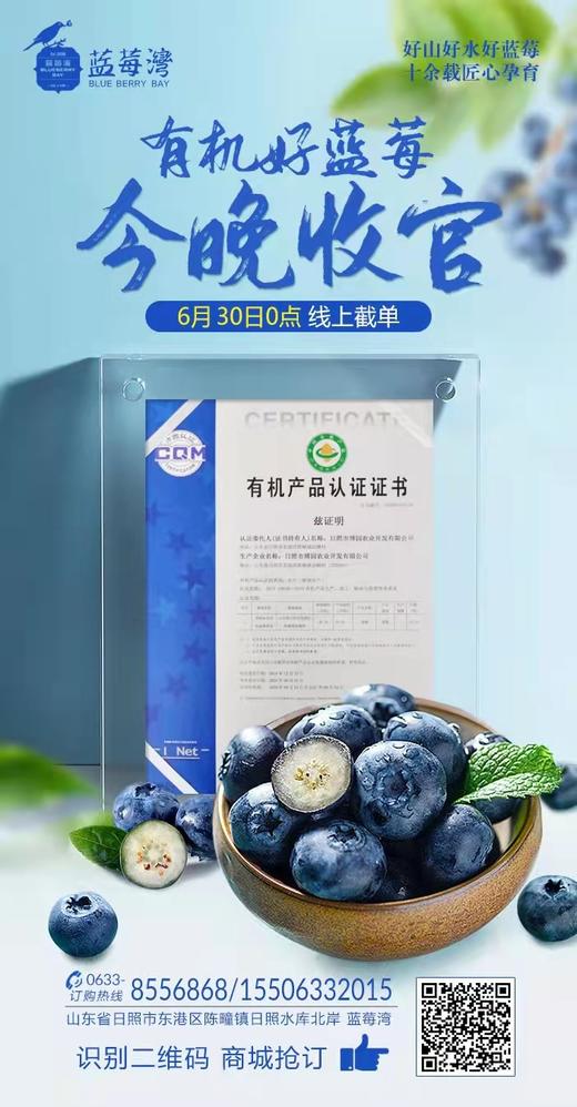预售蓝莓鲜果1000g 顺丰装 现摘现发 精选大果 8盒装有机蓝莓 顺丰包邮超级鲜 商品图1