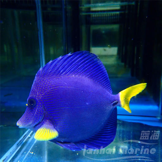 红海紫吊 商品图4