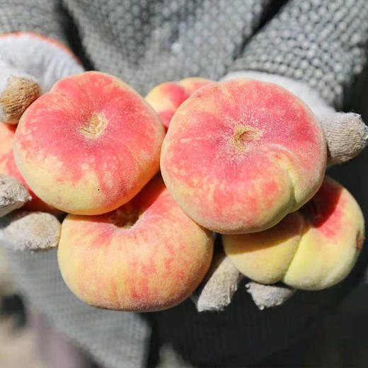 新疆和静蟠桃 商品图3