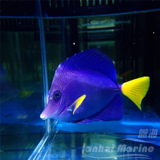 红海紫吊 商品图7