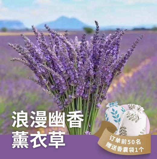 【预售】浪漫薰衣草秒杀19.9元 商品图0