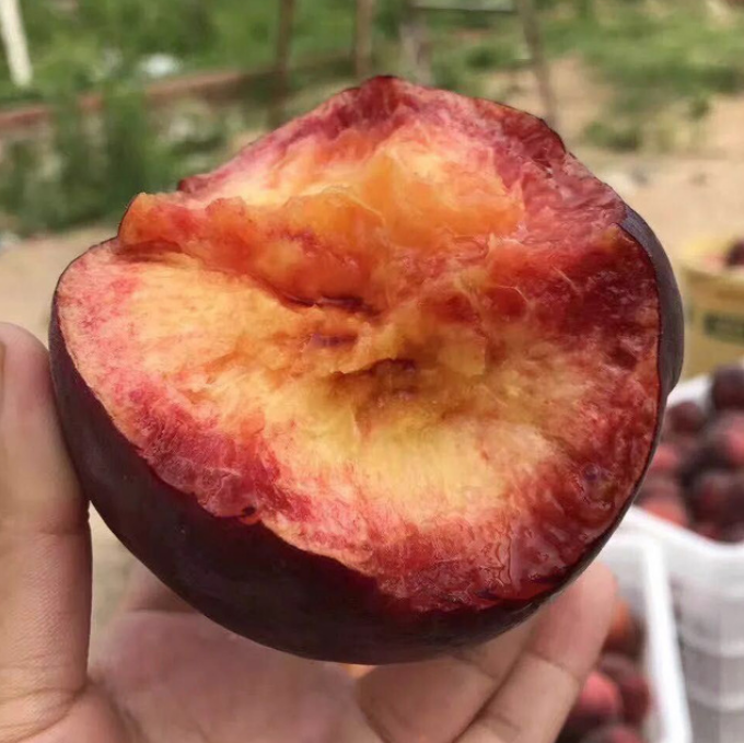 【顺丰快递】山东沂蒙山黑桃皇后 肉质细腻,蜜甜多汁