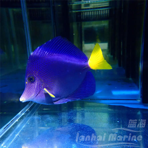 红海紫吊 商品图5