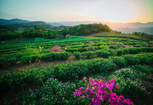 福鼎有机白茶｜谷梁茶院-【5.21国际茶日·有机白牡丹】无农药/无化肥/无添加/可追溯；荣获中国/欧美/美国有机认证，真正的有机白茶！品有机白茶/享有机人生。净含量：199g/饼，宜藏宜品，臻稀好茶！ 商品图3