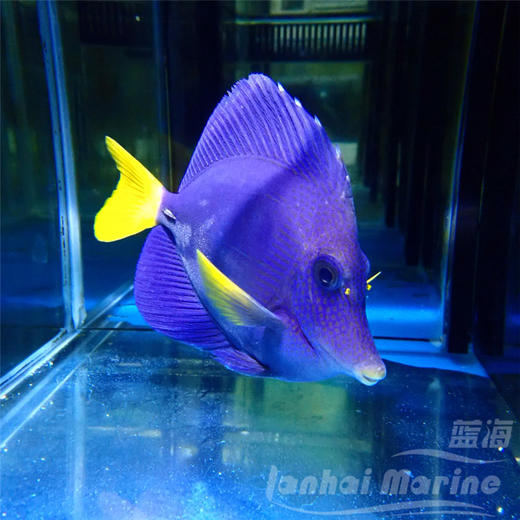 红海紫吊 商品图6