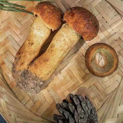 丨生态丨野生干菌菇 牛肝菌 羊肚菌 红菇 松茸 四种可选 商品图8