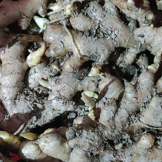 生态小黄姜 | 合作生产* Organic ginger  | Coproduction 商品图1