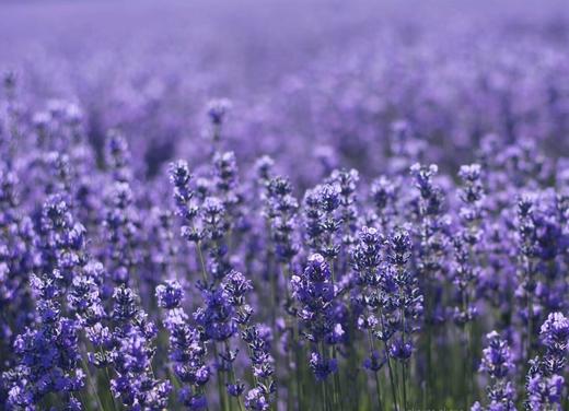 【预售】浪漫薰衣草秒杀19.9元 商品图1