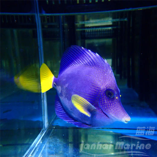 红海紫吊 商品图3