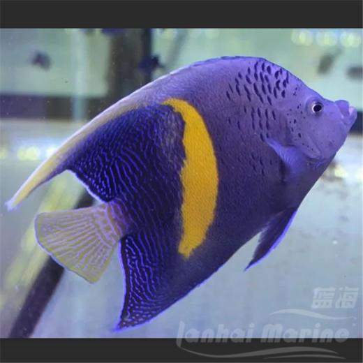 东非紫月 商品图1