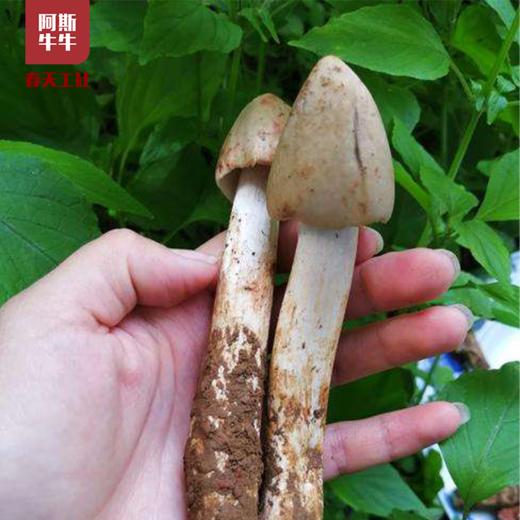 【品质精选】凉山鲜鸡枞菌1斤/2斤装 商品图3