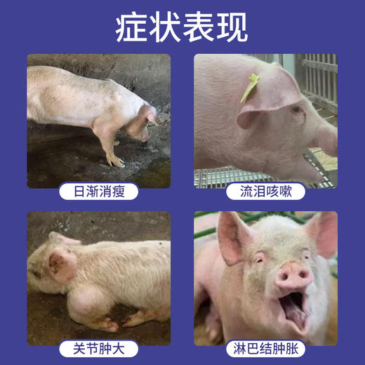 华畜兽药 盐酸头孢噻呋注射液10ml*10支 可维持有效血药浓度达5天以上 广谱杀菌 商品图2