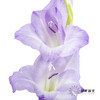 剑兰 | 剑兰渐变紫 商品缩略图2