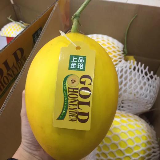 特级上品金铃黄金蜜露瓜295斤装