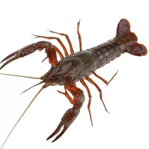 大号小龙虾 1斤20只左右（送货路上不保活） 商品图2