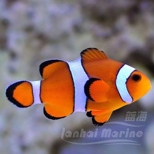 巴东公子小丑 商品图1