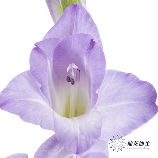 剑兰 | 剑兰渐变紫 商品图5