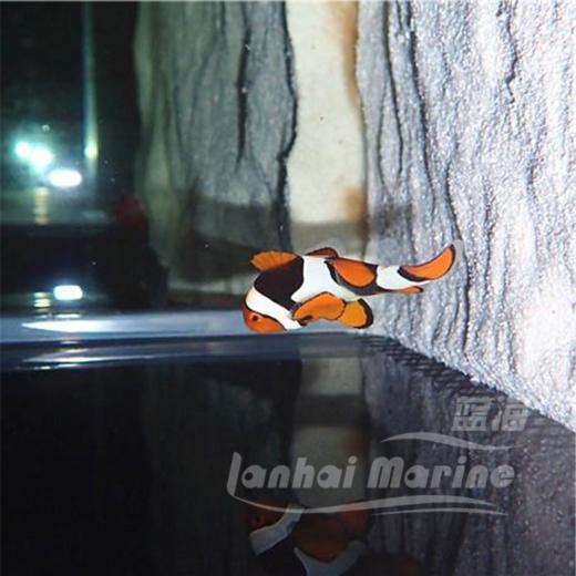 新几内亚全黑背心 商品图6